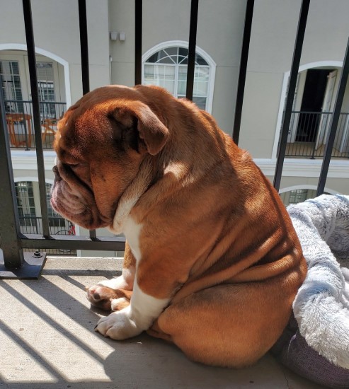 Грустный бульдог стал символом карантина. Многие сейчас похожи на этого пса - изображение 1 Грустный бульдог стал символом карантина. Многие сейчас похожи на этого пса - фото 1