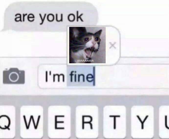 Умерла «кричащая кошка» Инки. Она была героиней мемов - фото 1