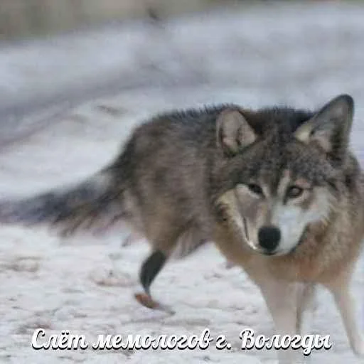 Telegram-бот «Сутулый Акела» создает мемы с нелепыми волками и такими же фразами - фото 9