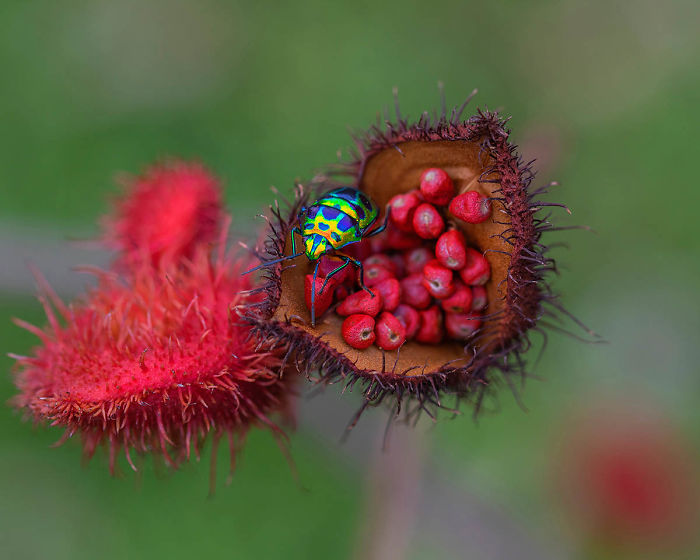 20 удивительных макроснимков победителей конкурса Macro Art Photography Awards - фото 12