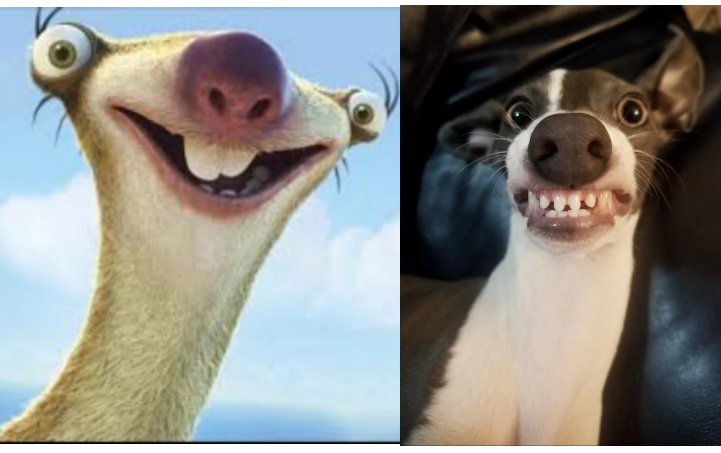 От Тириона до Харрисона Форда: в сети показывают собак, которые похожи на героев кино и актеров - фото 1