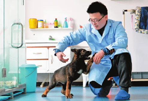 Китайцы клонировали собаку- «Шерлока». Один гениальный пес — хорошо, а два — еще лучше - фото 2