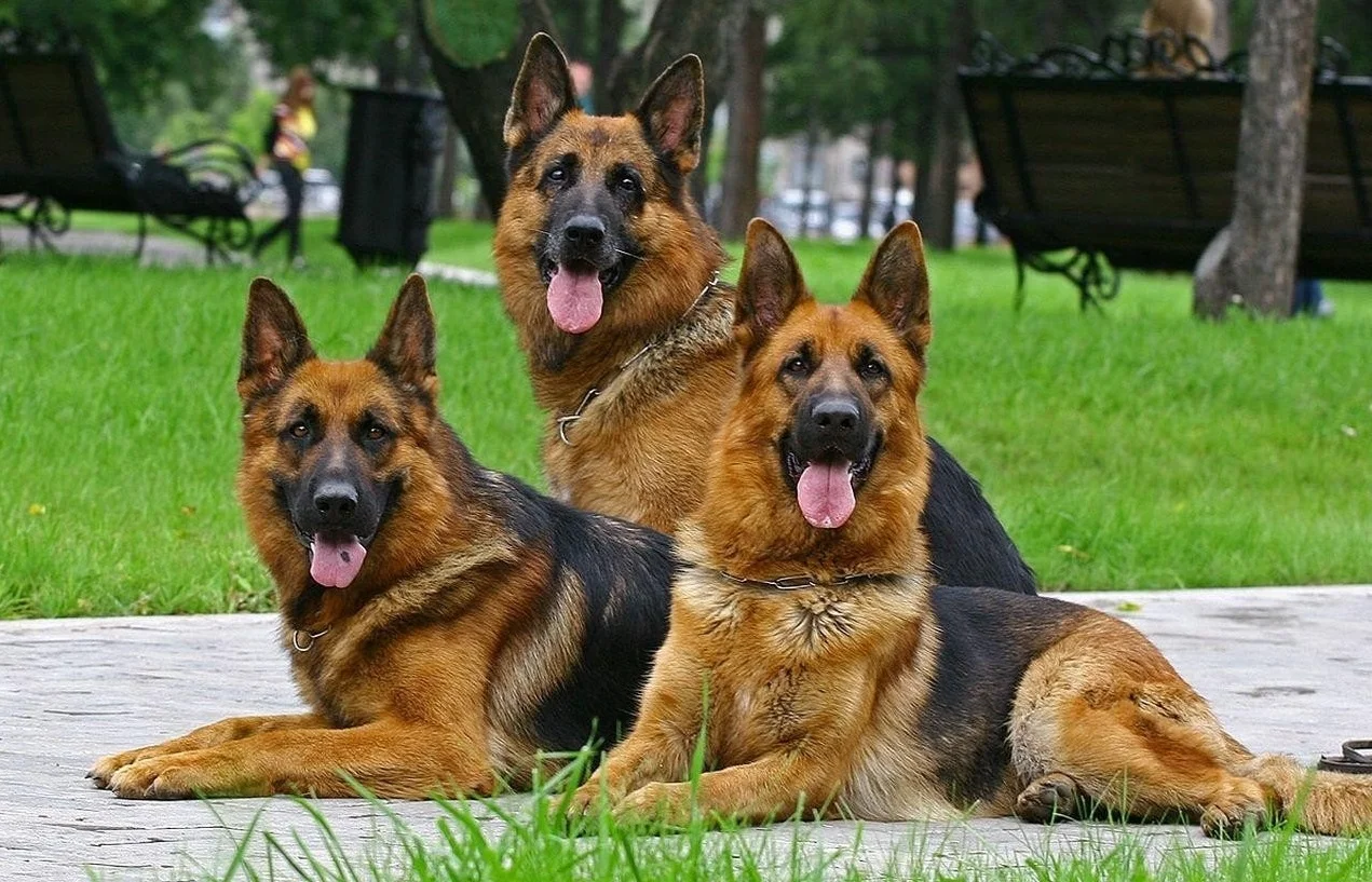 Китайцы клонировали собаку- «Шерлока». Один гениальный пес — хорошо, а два — еще лучше - фото 1