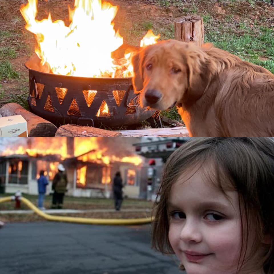 От Тириона до Харрисона Форда: в сети показывают собак, которые похожи на героев кино и актеров - изображение 12 От Тириона до Харрисона Форда: в сети показывают собак, которые похожи на героев кино и актеров - фото 12