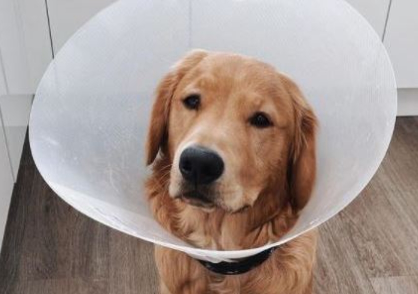 Собака проглотила AirPods с кейсом. Хирурги достали наушники и они работают - изображение 2 Собака проглотила AirPods с кейсом. Хирурги достали наушники и они работают - фото 2