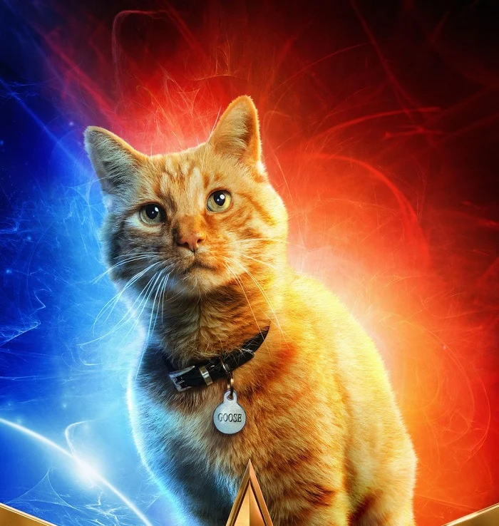 Все обожают кота Капитана Марвел. Теперь в его честь делают постеры со своими котами - фото 2