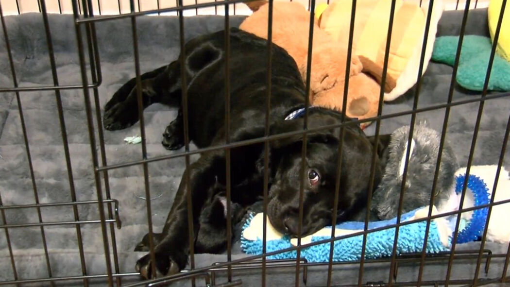 Милота дня: мальчик продал свои карточки Pokemon, чтобы вылечить щенка  - фото 1