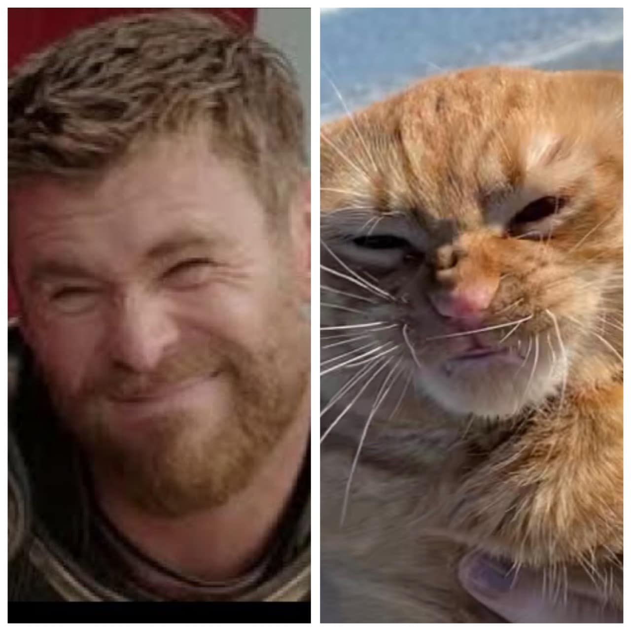 Недовольный рыжий кот стал звездой сети. Все из-за его ненависти к ветру - фото 6