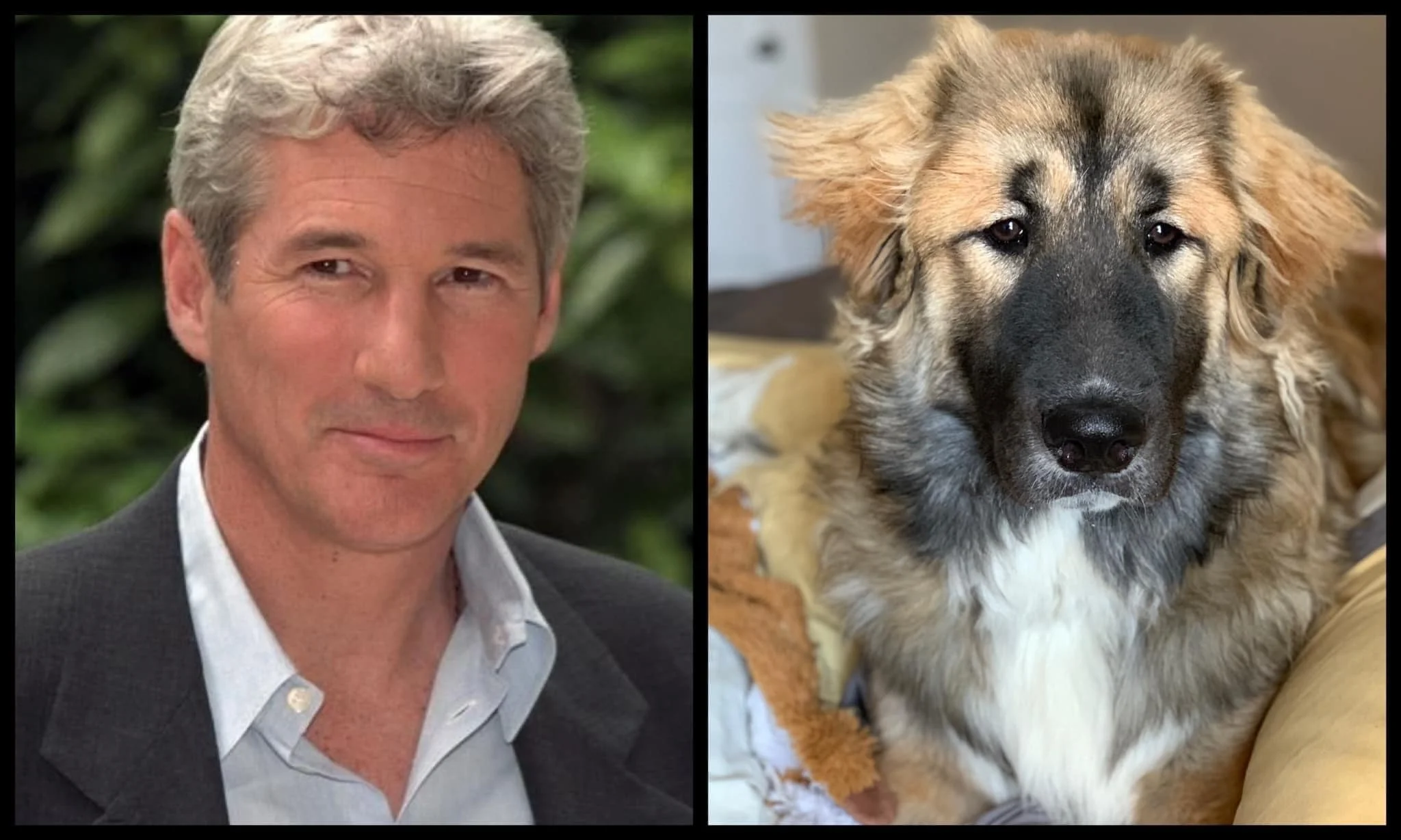 От Тириона до Харрисона Форда: в сети показывают собак, которые похожи на героев кино и актеров - фото 9