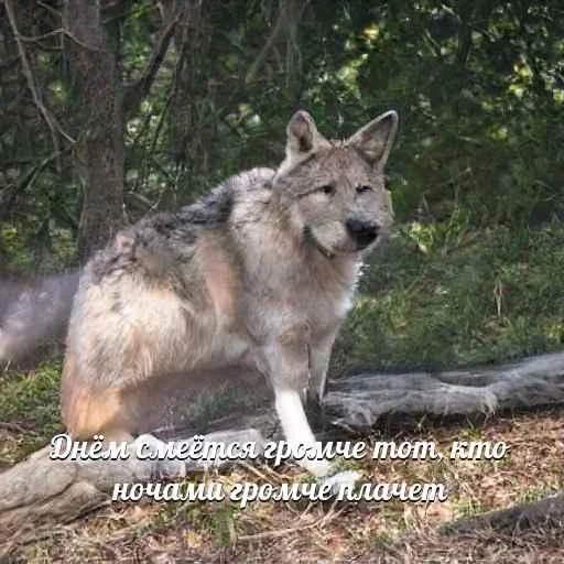 Telegram-бот «Сутулый Акела» создает мемы с нелепыми волками и такими же фразами - фото 2