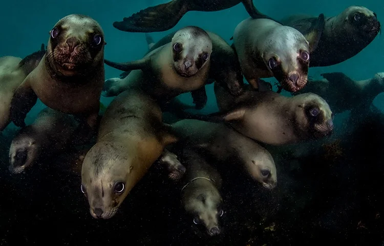 30 завораживающих фотографий подводного мира - фото 20