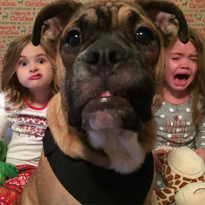 Галерея дурацких рождественских фотографий, которые испортили собаки - фото 4
