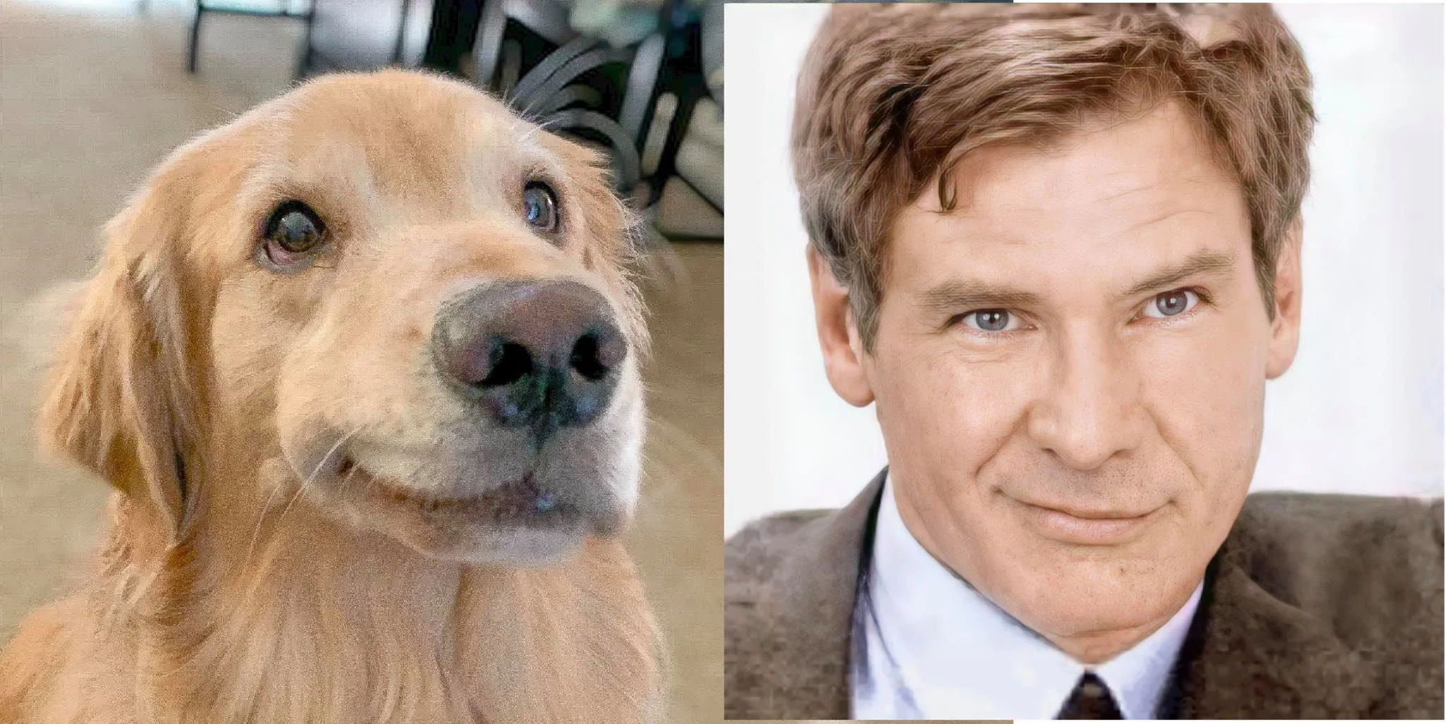 От Тириона до Харрисона Форда: в сети показывают собак, которые похожи на героев кино и актеров - фото 8