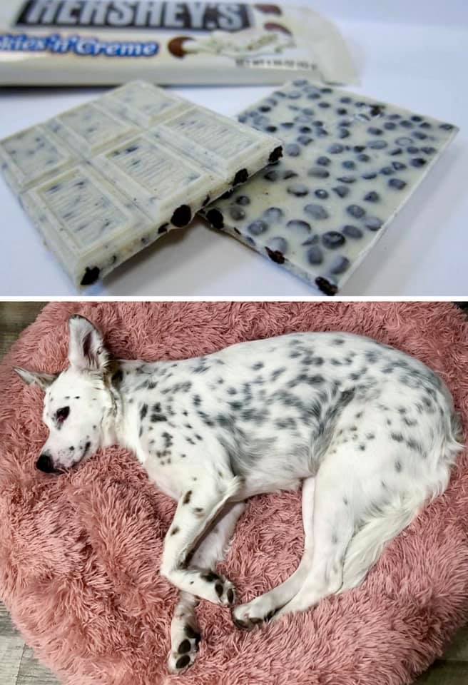 От Тириона до Харрисона Форда: в сети показывают собак, которые похожи на героев кино и актеров - изображение 14 От Тириона до Харрисона Форда: в сети показывают собак, которые похожи на героев кино и актеров - фото 14