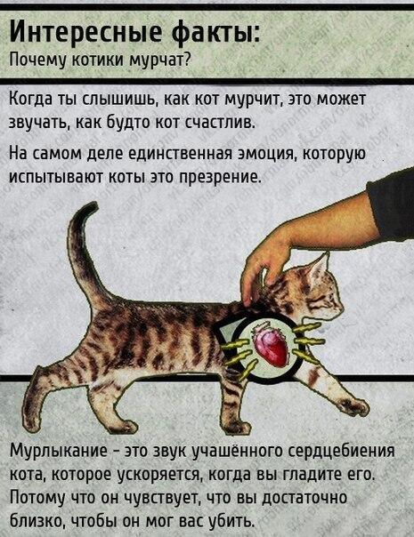конце августа пользла или вред когда кошка топчат лапами область Курская