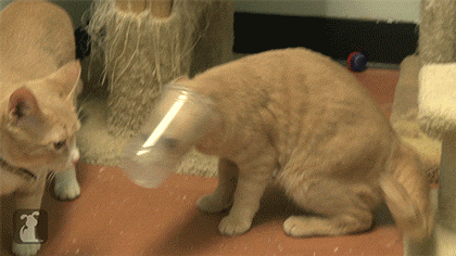 http://u.kanobu.ru/ugc/f787ec92-5b61-476d-993b-0ef44b6b8429.gif